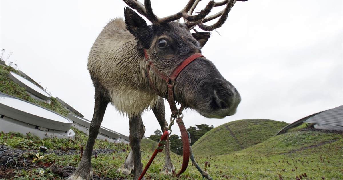 Reindeer Can't Actually Make Their Noses Glow Red—but They Can Make Their Eyes Change Color - Vimarsana News