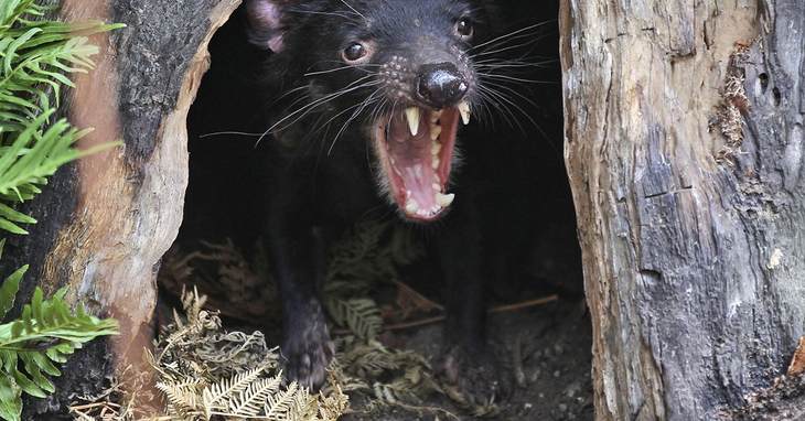 FILE - In this Dec. 21, 2012 file photo a Tasmanian devil called Big John growls from the confines of his new tree house as he makes his first appearance at the Wild Life Sydney Zoo in
