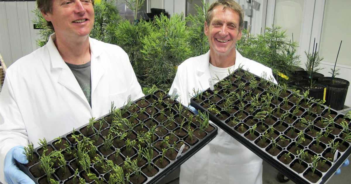 Californians are Suing to Stop the Planting of Trees - Vimarsana News
