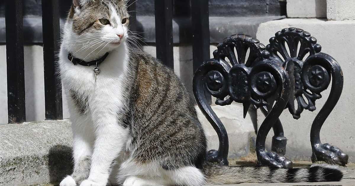 Feel-Good Friday: Larry the cat edition - Vimarsana News