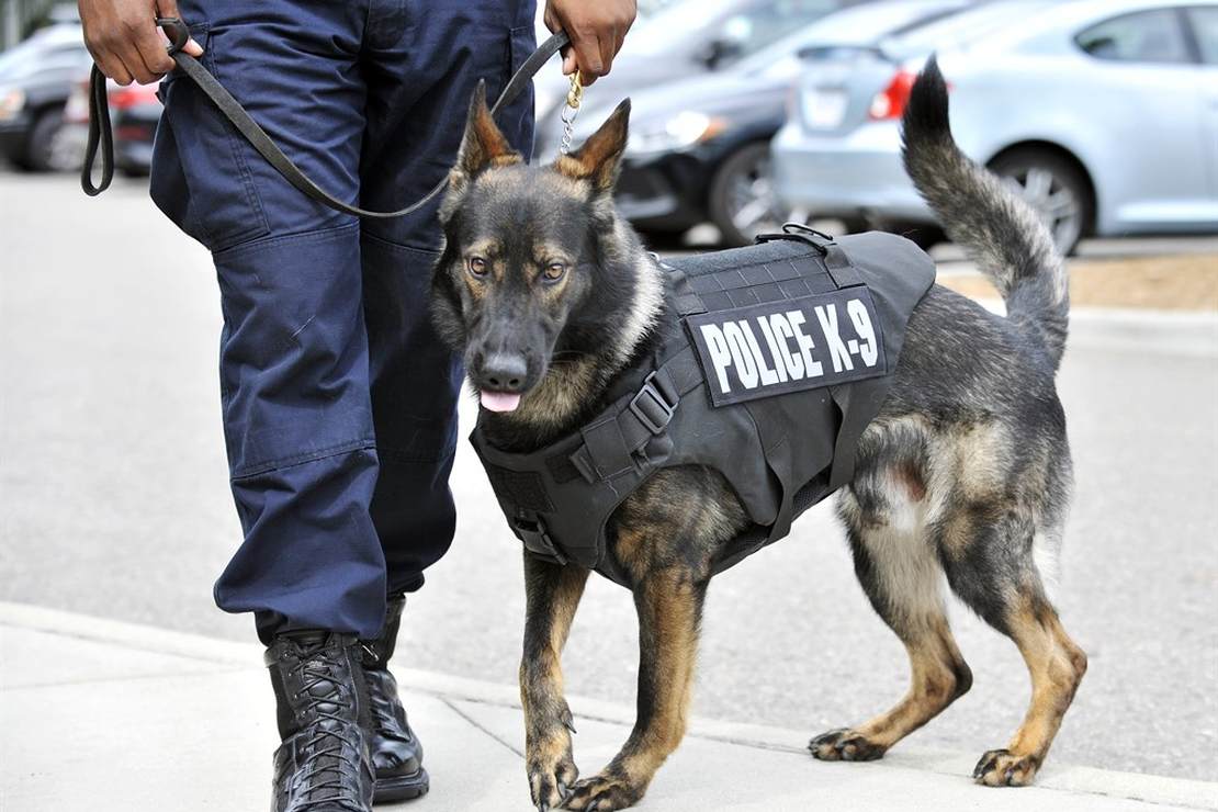 The Up Beat: K9 Kevlar - Vimarsana News
