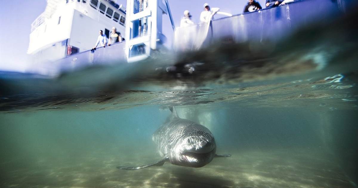 Jumping the researcher: Shark Week lacks "diversity" - Vimarsana News