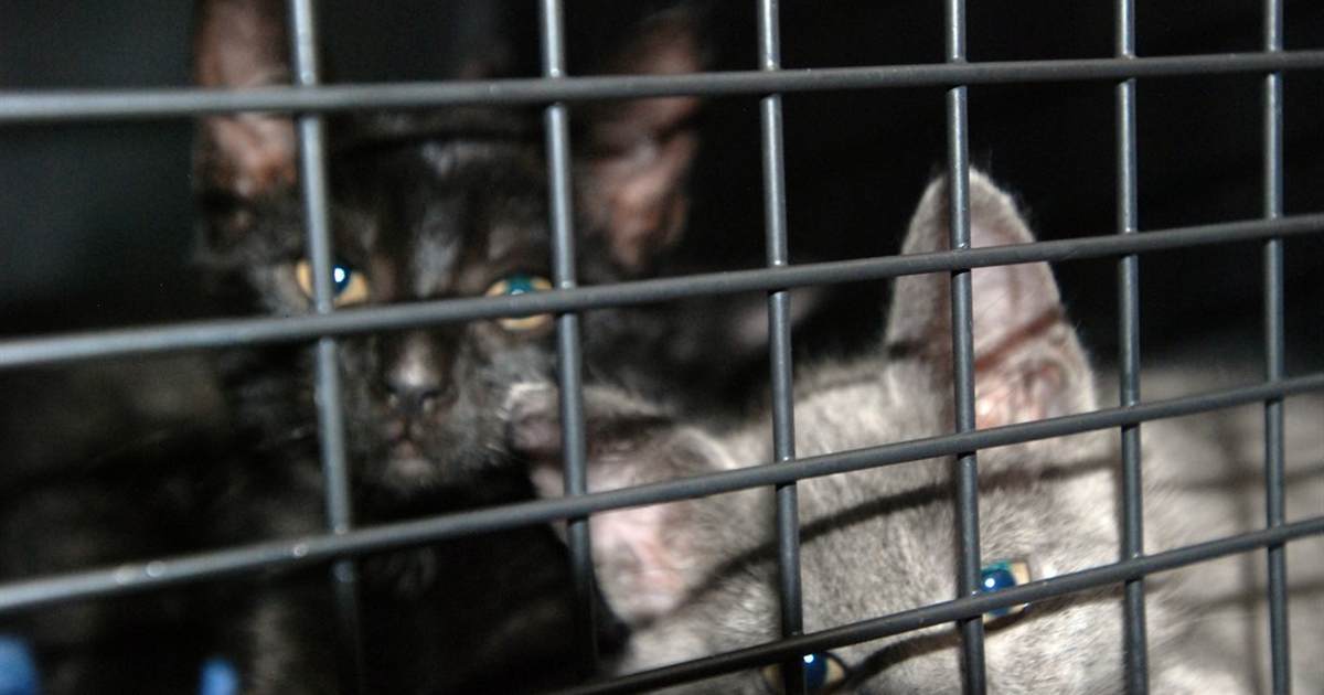 Feel-Good Friday: Adorable kittens and a hero dog edition - Vimarsana News