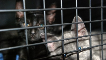 Feel-Good Friday: Adorable kittens and a hero dog edition