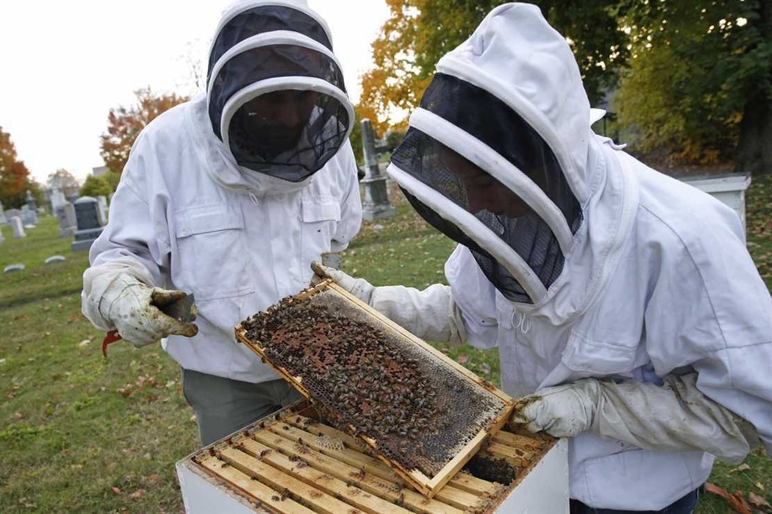 Murder Hornets From East Asia Have Mysteriously Arrived In The U S And They Could Endanger Our Bees