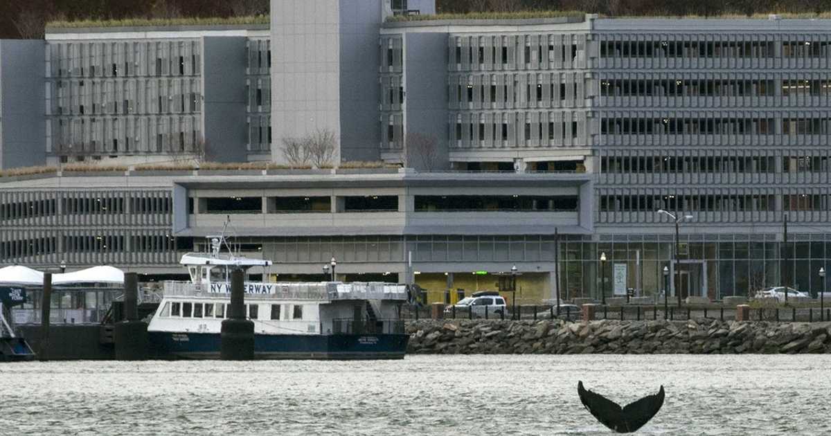 BOOM, sonic or otherwise: 23 dead whales along the East Coast since Dec - Vimarsana News
