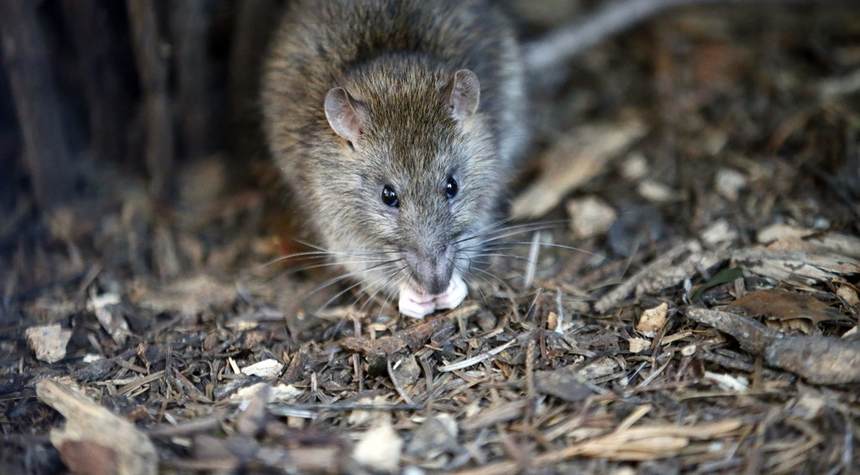 Save the Rats! CDC Warns of Rat Population Spiking During Restaurant Lockdowns