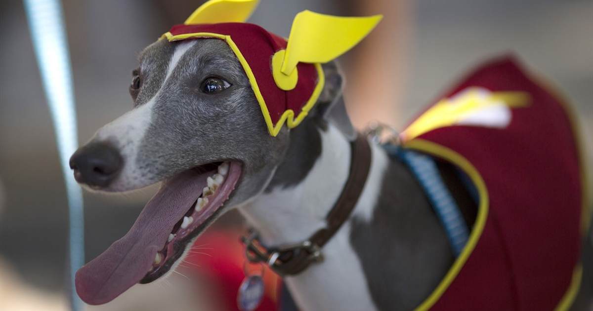 Feel-Good Friday: Call the pup-arazzi, the Halloween dog parade is on edition - Vimarsana News