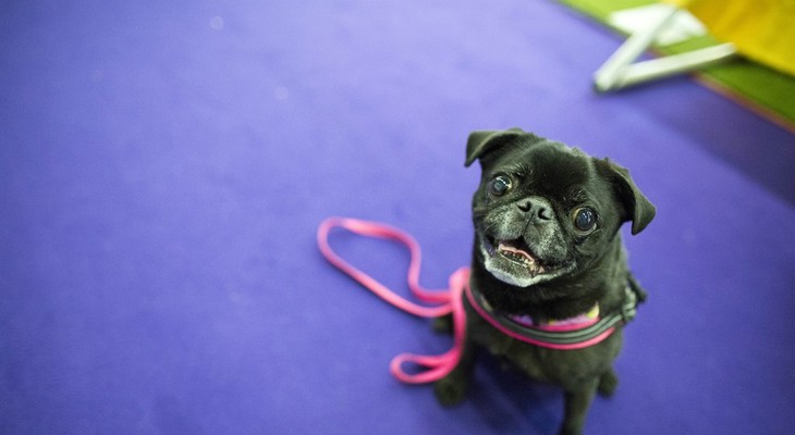 Maybelline, a 7-year-old Pug waits on the sidelines to compete in the agility portion of the 140th Westminster Kennel Club Dog Show, Saturday, Feb. 13, 2016, in New York. (AP Photo/Mary