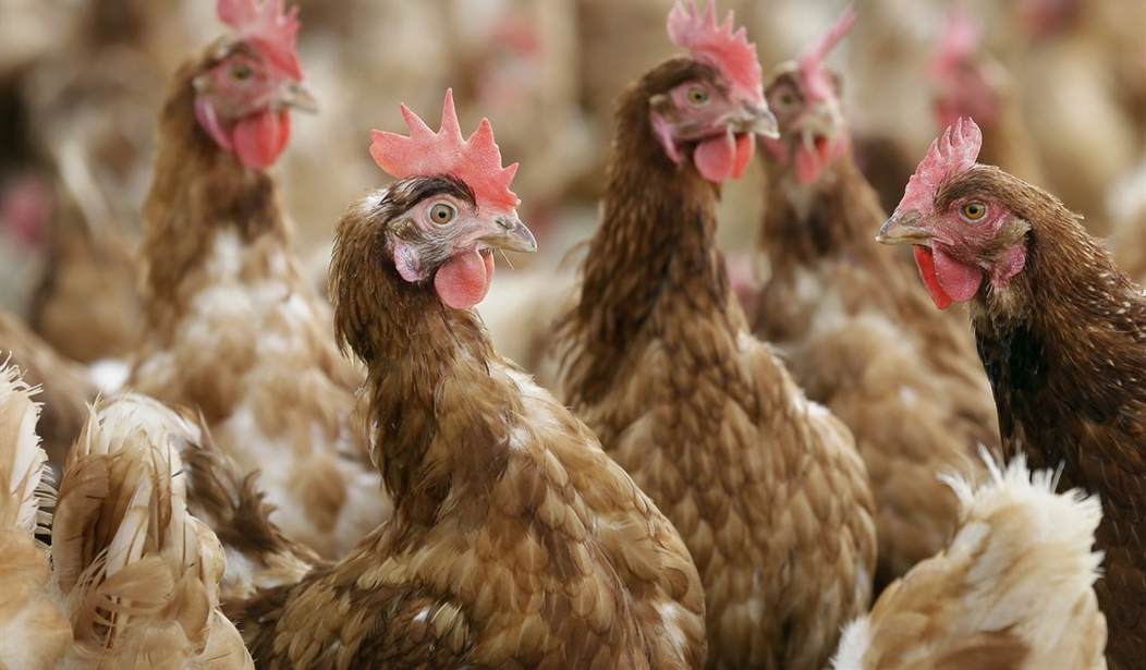 Economic chickens Meta & Tyson Foods layoffs, Apple delaying bonuses