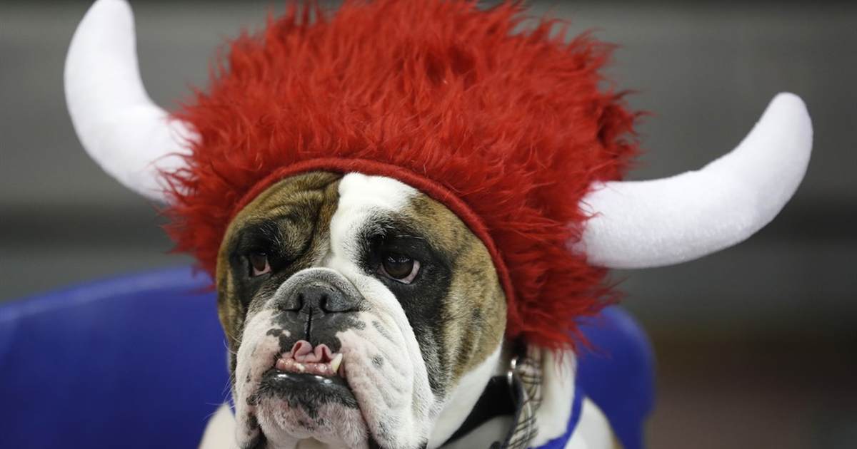 Does Your Dog Dig TV? College Uses Canine Couch Potatoes for Human Vision Insight - Vimarsana News