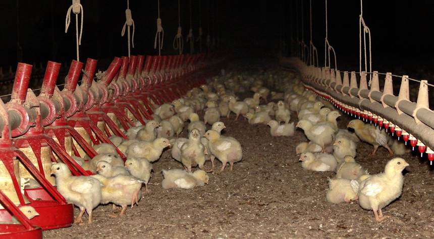 Bird flu blues: Officials say to put away bird feeders, free range chickens move indoors