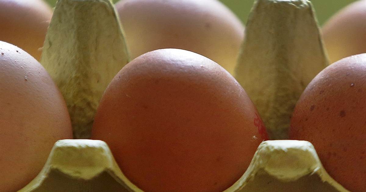 Americans Face $10,000 Fines for Smuggling Eggs Into U.S. – PJ Media - Vimarsana News