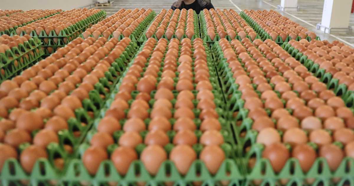 Farm group calls for investigation into high egg prices - Vimarsana News