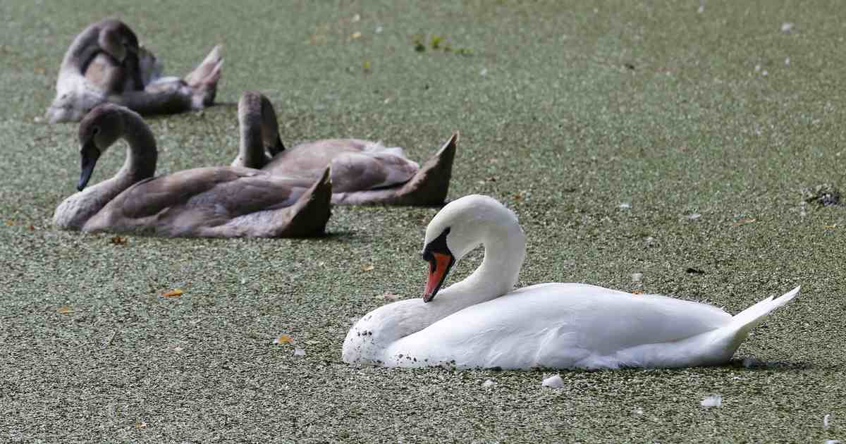 Foul: Teen Refugees Kill, Eat Beloved Town Swan - Vimarsana News