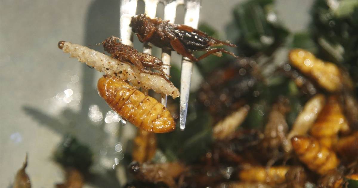 Hold the Pickles, Hold the Lettuce, Insect Entrées Don't Upset Us! - Vimarsana News