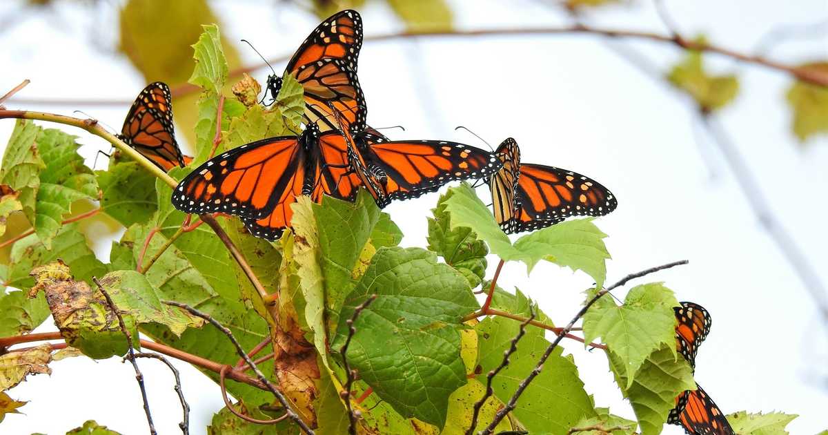"Credible threats" force three-day shut down of National Butterfly Center - Vimarsana News