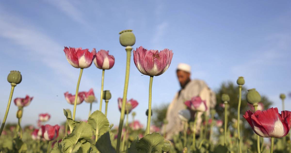 Kinder, gentler Taliban wiping out poppy crops - Vimarsana News