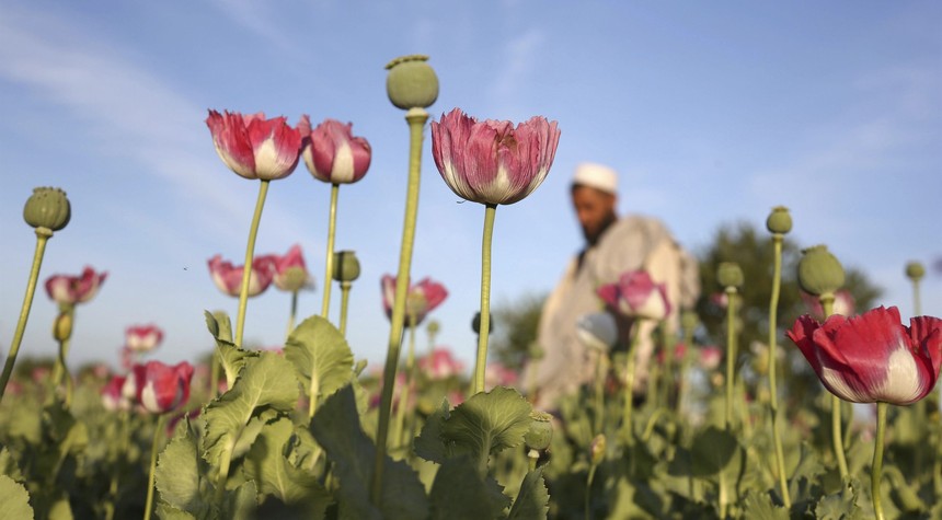 Kinder, gentler Taliban wiping out poppy crops