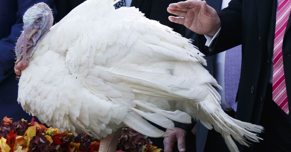 Here's How You 'Decolonize' Your Family Thanksgiving – PJ Media - Vimarsana News