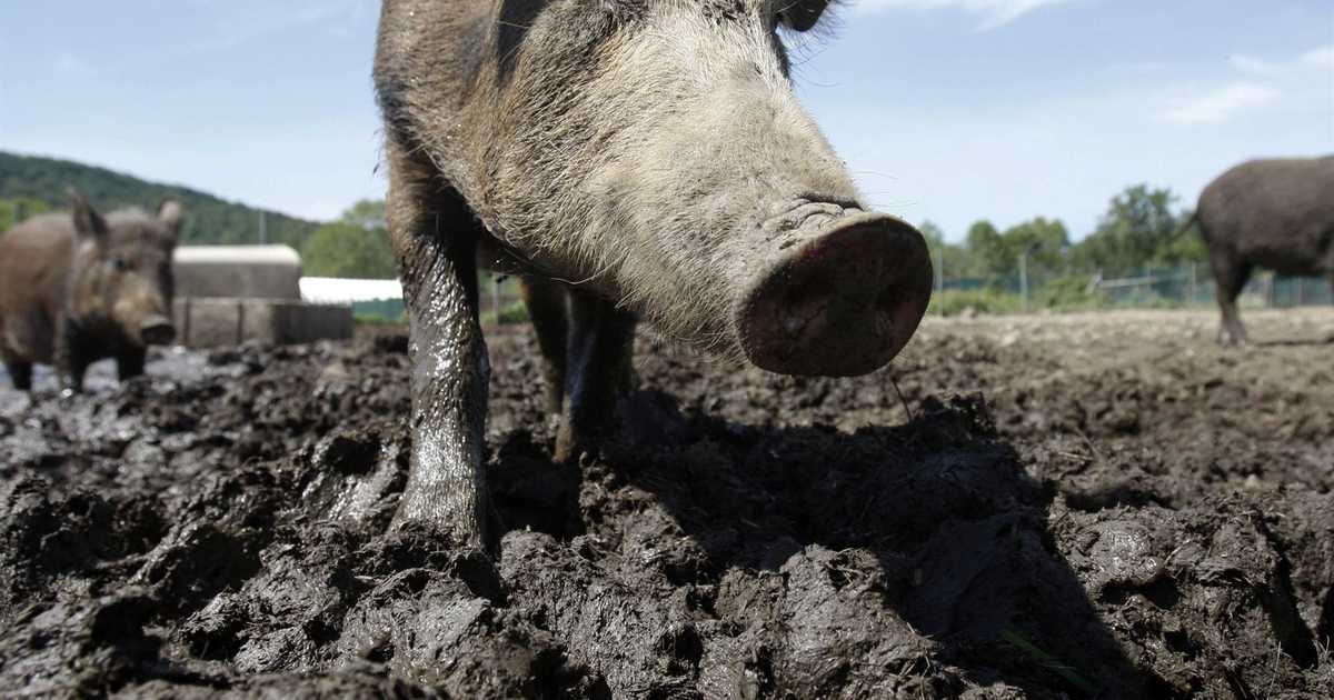 Barbie, Cue: Song of the Sows - Vimarsana News