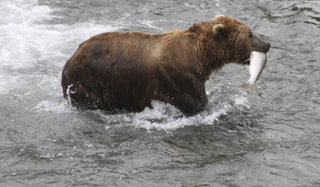 NextImg:'Fat Bear Week' in Alaska Under Threat If the Government Shuts Down