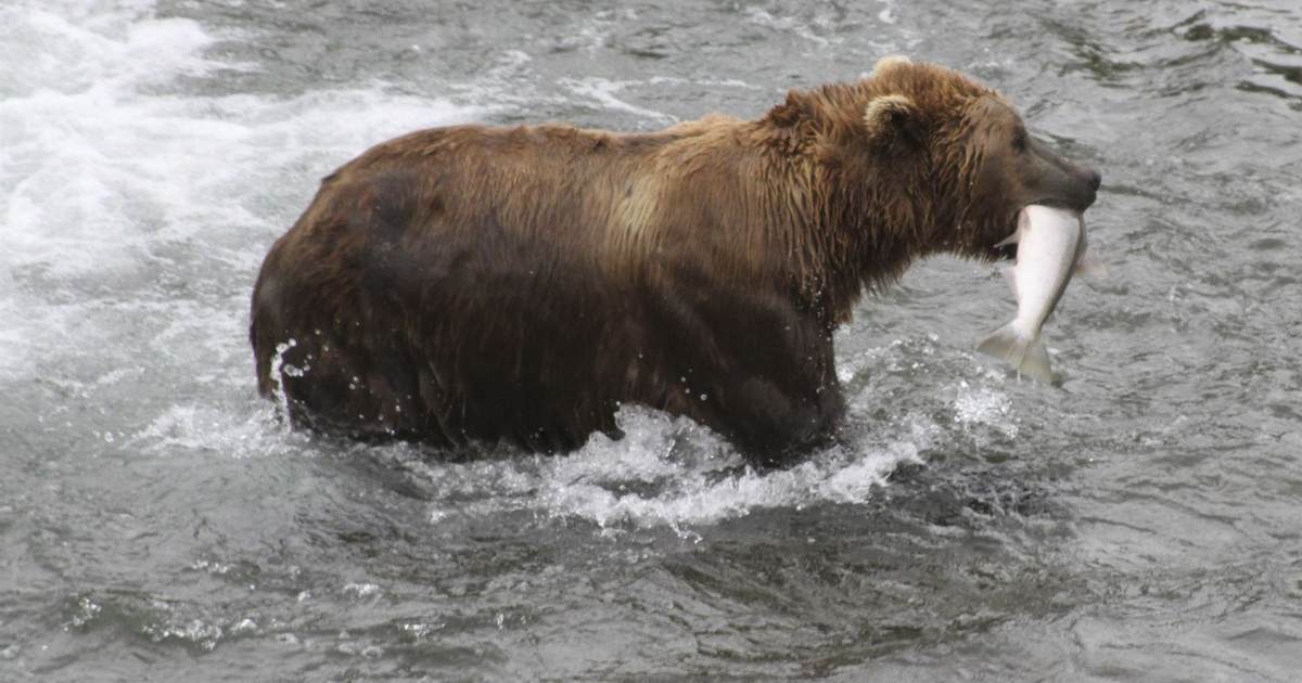 'Fat Bear Week' In Alaska Under Threat if the Government – PJ Media - Vimarsana News