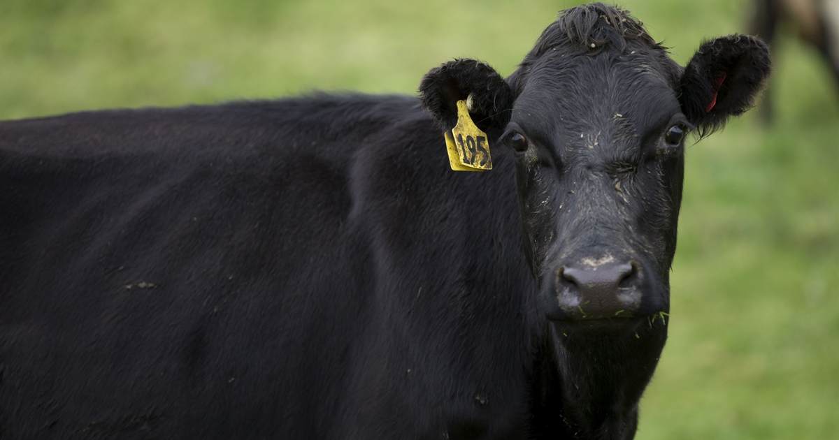 Kari Lake Taunts Katie Hobbs on Gender, Dares Her to 'Milk a Bull' - Vimarsana News
