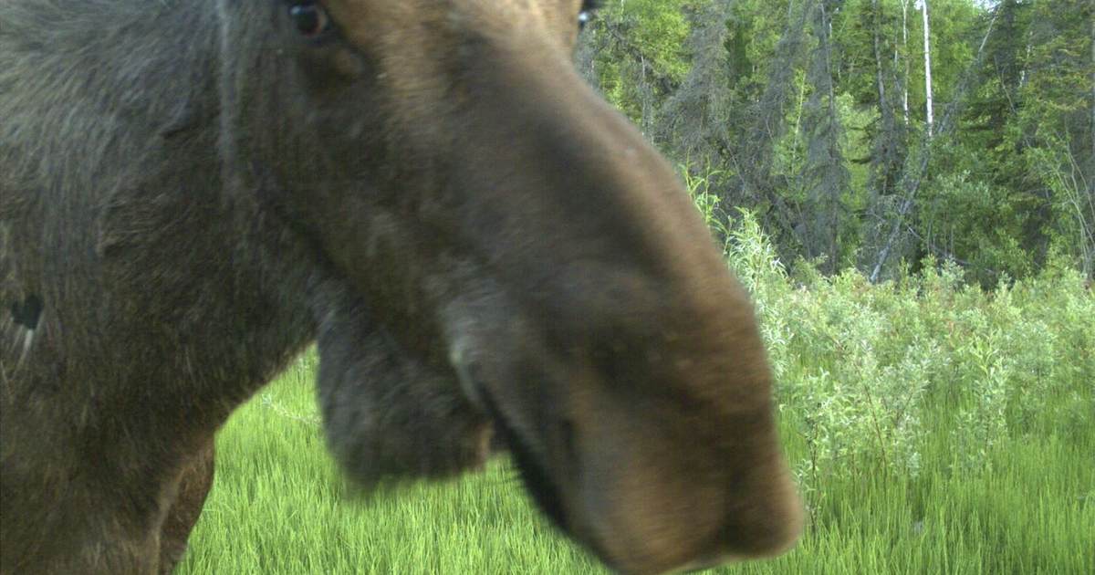R.I.P. Roxii the Moose - Vimarsana News
