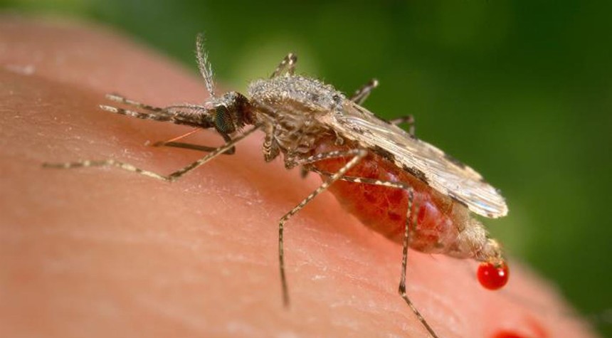 Wait... genetically engineered mosquitoes were released in the U.S.?
