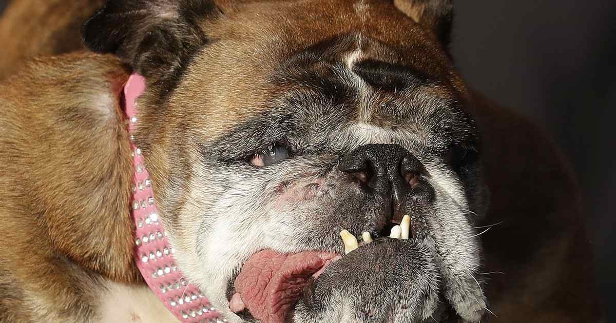 Critic Calls on Kids Cartoon About Canines to Include Disabled Characters and 'Dogs of Color' - Vimarsana News