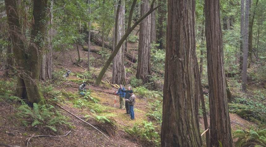 Despite New York Times' Claims to the Contrary, California's Redwoods Survived the Wildfires