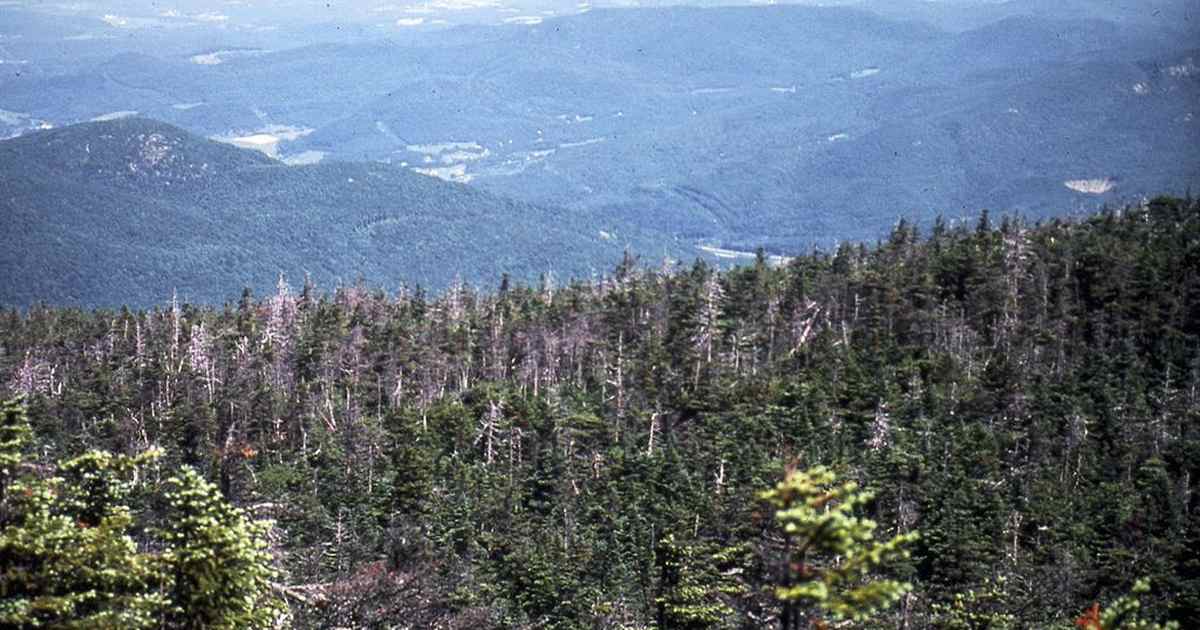 Suspect Pleads Not Guilty to Shooting Palestinian-American Students in Vermont - Vimarsana News