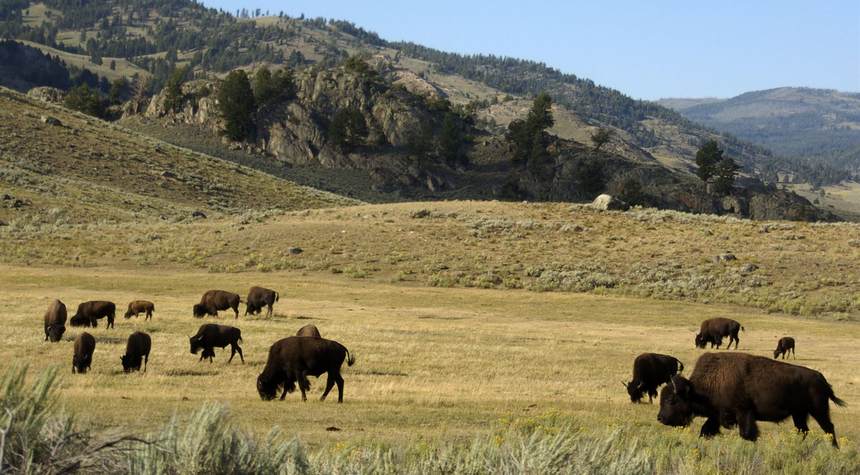 Hilarious: Yellowstone Reporter Gets Too Close to Bison, "NOPE"s His Way Right Out of There
