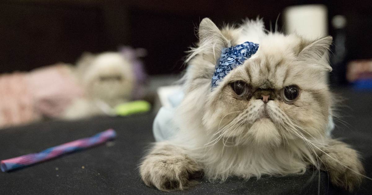 Where We Are: School District Addresses Whether It's Installed Litter Boxes for Furry-Identifying Students – RedState - Vimarsana News