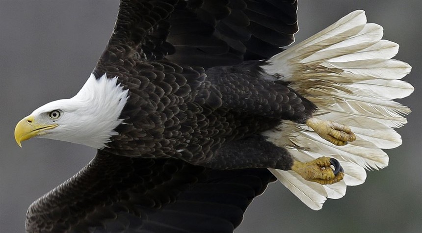 WATCH: Patriotic Bird [ALLEGEDLY!] Poops on Biden, Speaks for Entire Nation