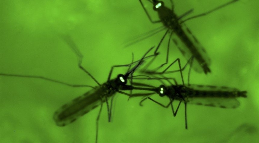 Behold the Next Plague: West Nile Virus Is Ready to Rock 2020