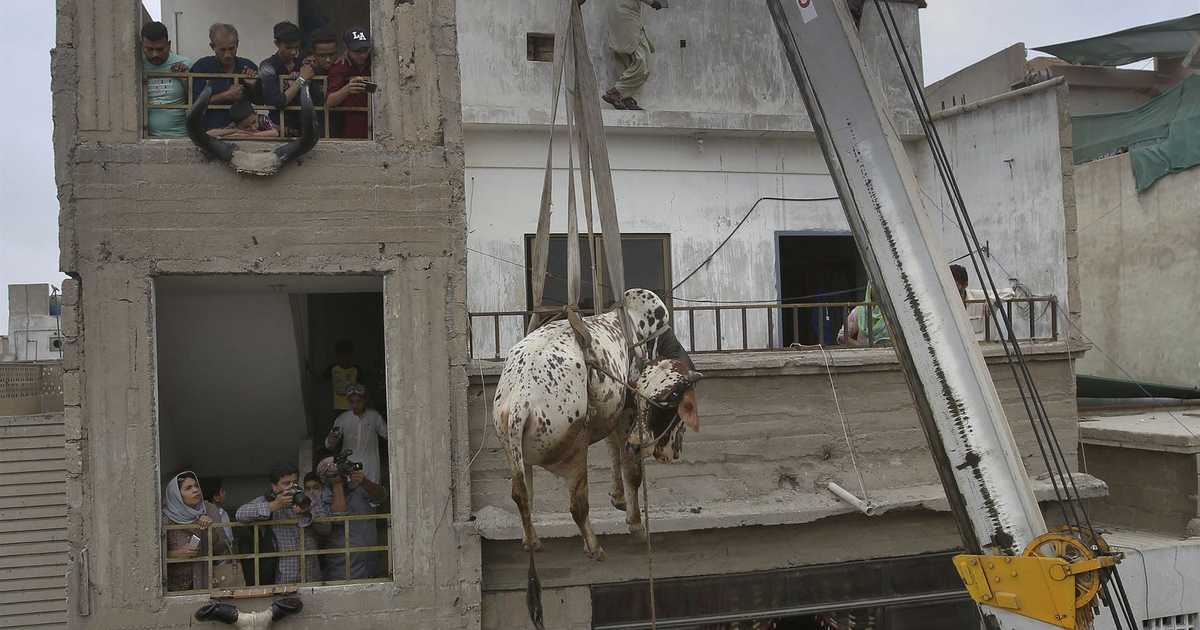 City Council In Michigan Approves Animal Sacrifice At Home – PJ Media - Vimarsana News