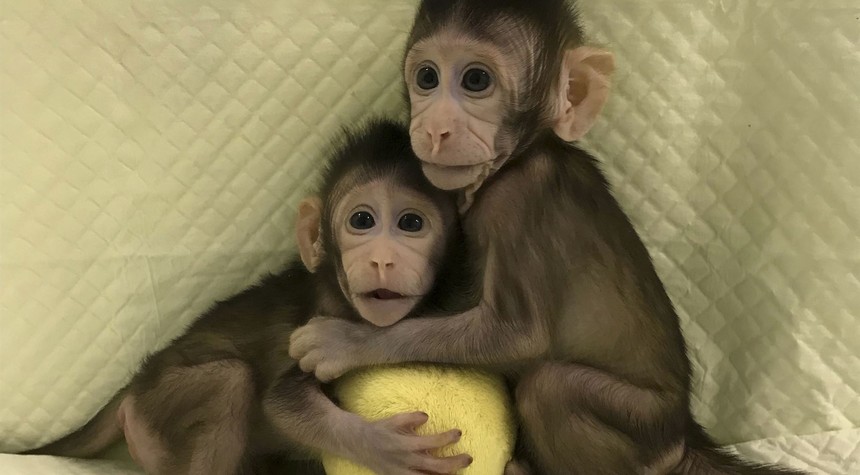 Fauci's NIH pays big bucks to study transgender monkeys
