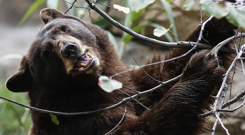 North Carolina Bear Spotted With 'Trump 2020' Sticker on Collar - Reward Offered to Find Culprit (Seriously)