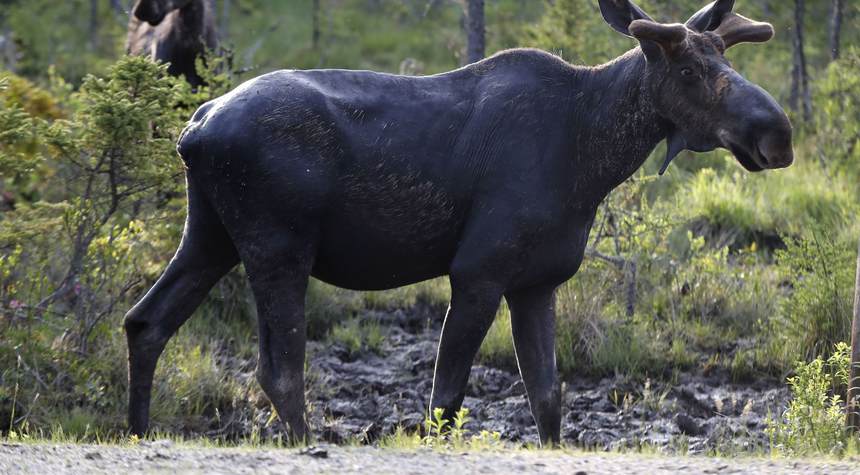 Armed hiker uses gun to fend off moose attack