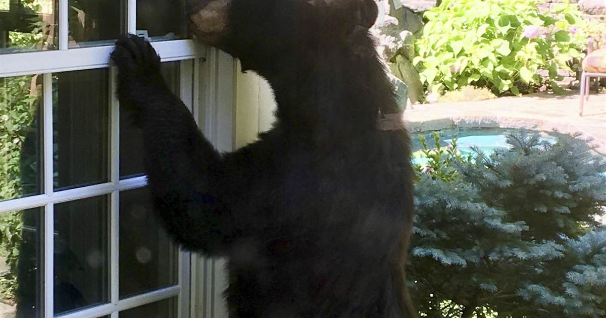 NJ Gov Murphy's stance on guns and bears gets people injured – Bearing Arms - Vimarsana News