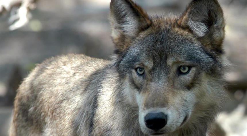 Humans Sharing Meat With Wolves May Have Been Key to Domesticating Dogs