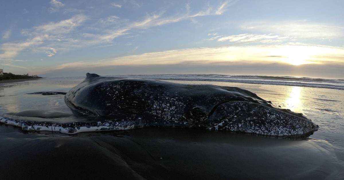 'Clean' Wind Energy Company Could Harm 4,700 Marine Mammals with Sonar Survey – PJ Media - Vimarsana News