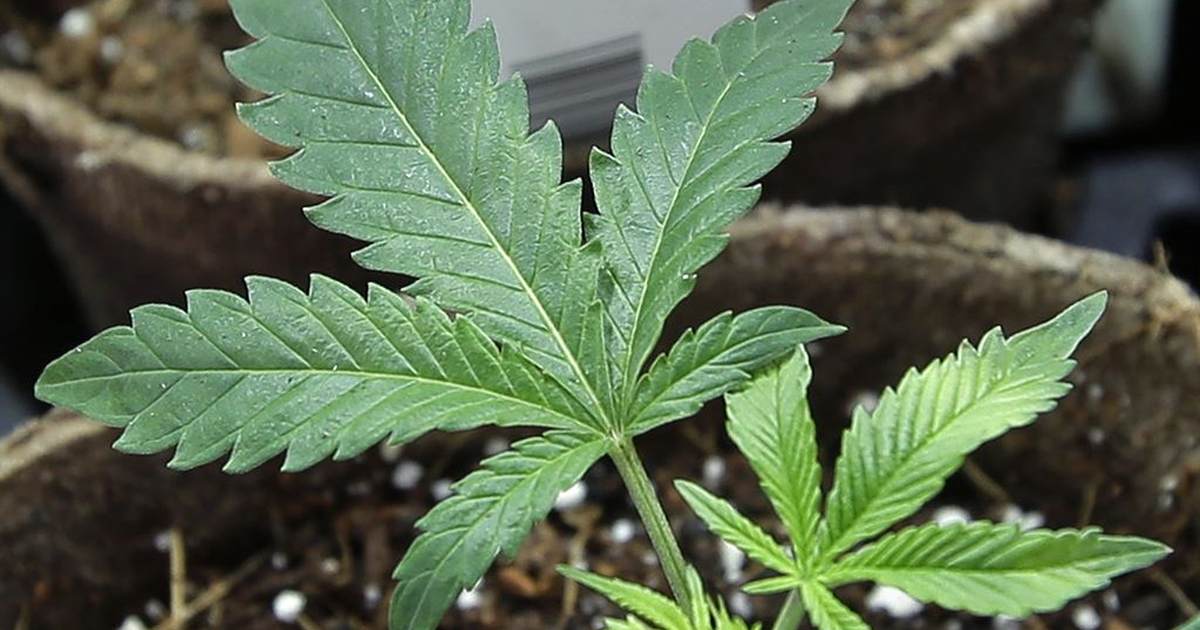 ATF takes an interest in Arkansas carry permits for medical marijuana users - Vimarsana News