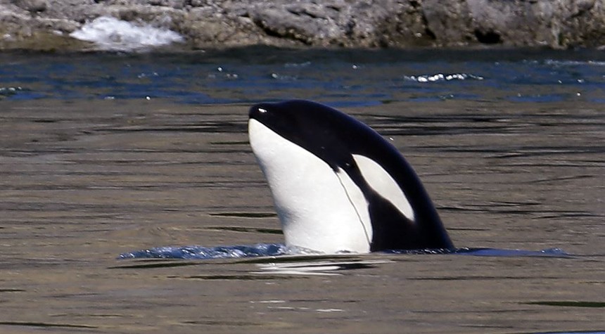 Because We Refuse to Save the Planet, Orcas Are Teaching Each Other to Sink European Boats