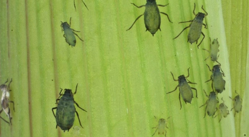 Chitin: The Inflammatory Bug Compound the Peasants May Soon Be Forced to Eat