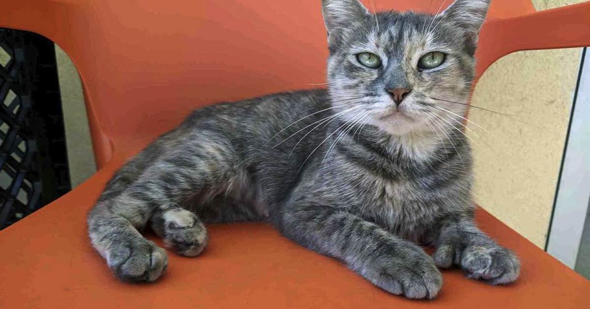 GOP Rep. Lisa McClain Demands NIH Prove It Has Stopped Funding Inhumane Experiments on Cats in Russia - Vimarsana News