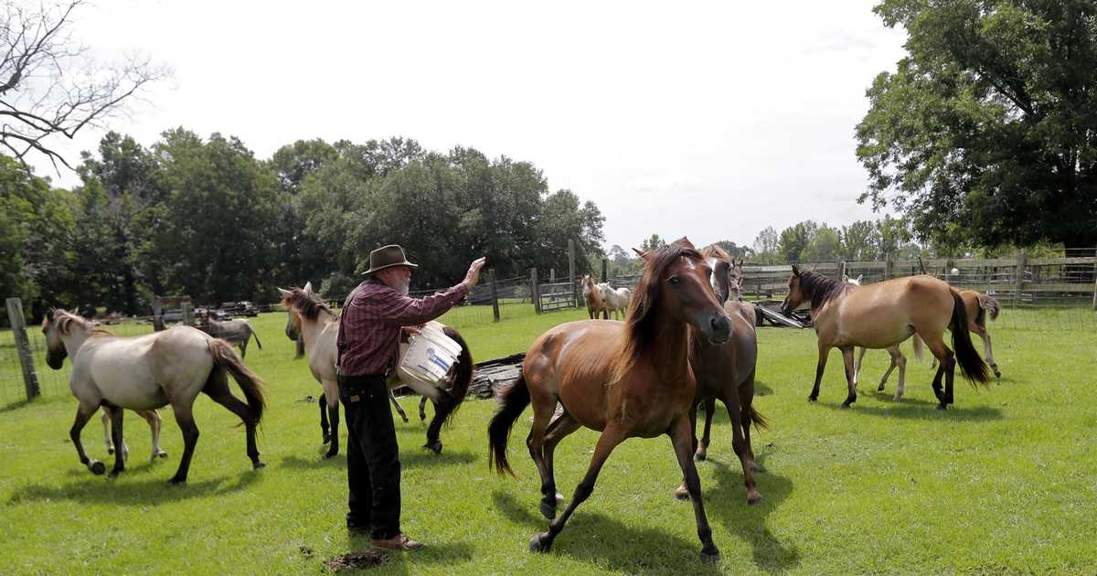 Feel-Good Friday: 4-H Auctioneer Mentors Children on the Value of Livestock and the Value of Life - Vimarsana News