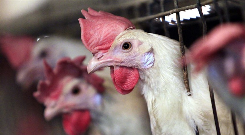 You Need to Hear a Story About Chickens Before Vaccine Mandates Go Any Further